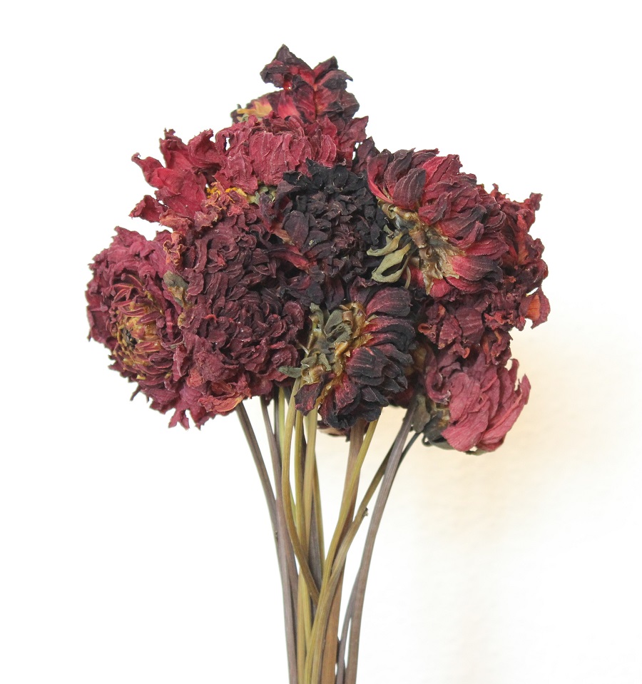 Sušené dálie Bordové odtiene cca 10 ks